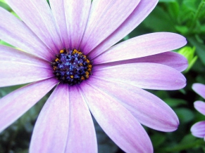 Purple Aster