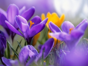 Purple Crocuses