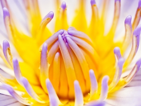 Purple Water Lily