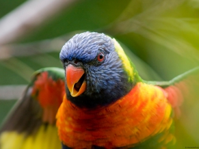 Rainbow Lorikeet Parrot
