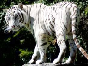 Rare White Tiger