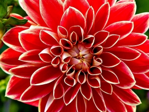 Red Dahlia