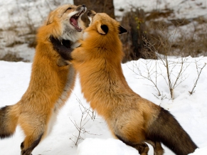 Red Foxes Montana