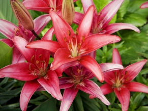 Red Lilies Flowers