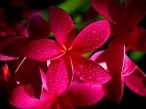 Red Plumeria Flowers