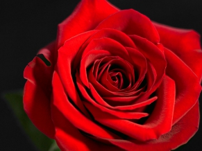 Red Rose