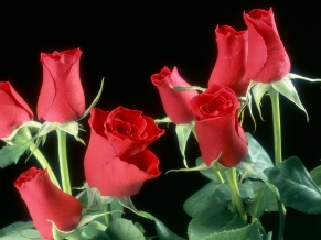 Red Roses Flowers