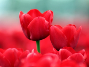 Red Tulips