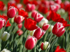 Red Tulips in spring