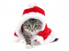 Santa Cat