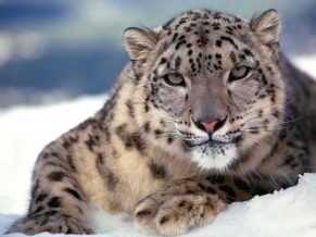 Scary Snow Leopard