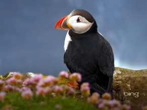 Seabird Atlantic Puffin