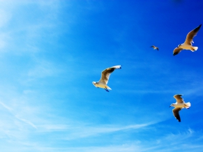 Seagulls in Flight