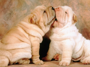 Shar Pei Puppies