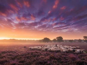 Sheeps Lscape