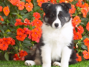 Shetl Sheepdog Puppy