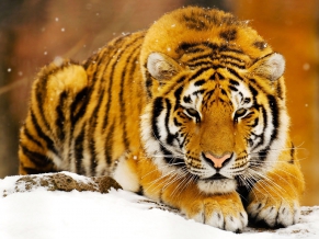 Siberian Snow Tiger