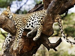 Sleeping Cheetah