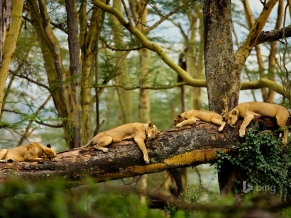 Sleeping Lions