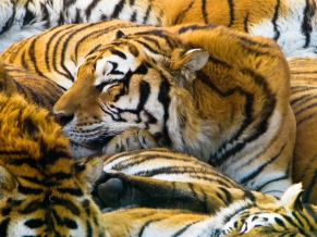 Sleeping Tigers