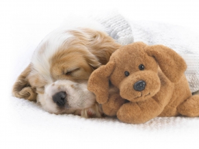 Snoozing With Snuggles