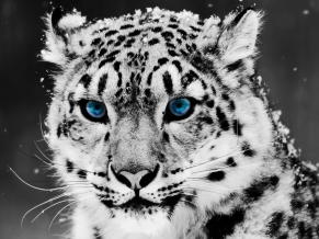 Snow Blue Eye Leopard