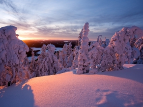 Snow Covered Trees