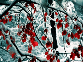 Snow Leaves