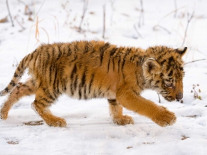 Snow Tiger Cub