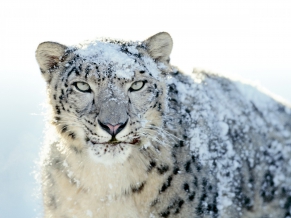 Snow White Leopard Wide