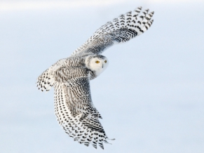 Snowy Owl