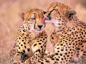 South African Cheetahs