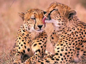South African Cheetahs 1