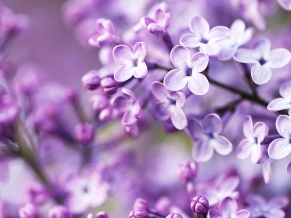 Spring Purple Flowers