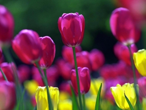 Spring Tulips