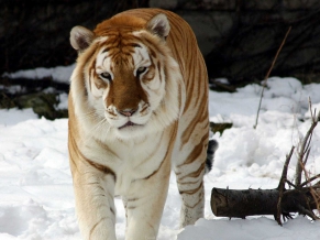 Strange Snow Tiger