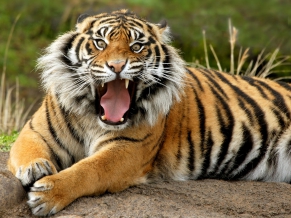 Sumatran Dangerous Tiger