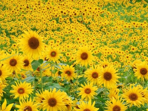 Sunflower Field