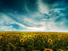 Sunflowers Lscape