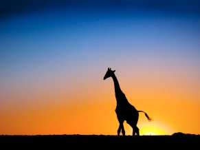 Sunset & Giraffe Botswana