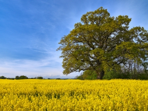 Swedish Fields