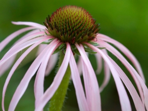 Tennessee Coneflower