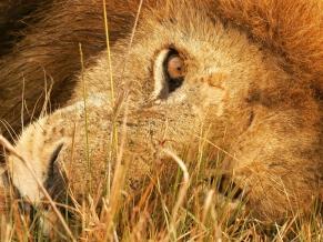 The Eye of Lion