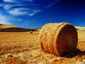 The Palouse Fields