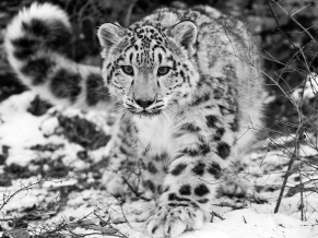 The Snow Leopard