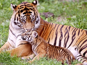 Tiger & Baby Tiger