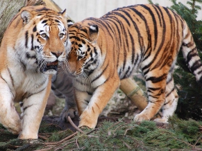 Tiger Pair