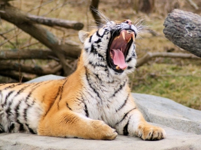Tiger Roaring