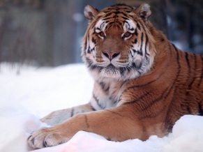 Tiger Snow Wide