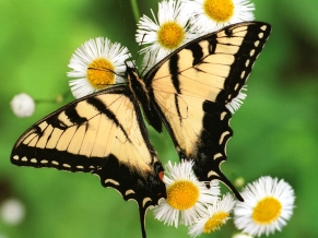 Tiger Swallowtail Butterfly